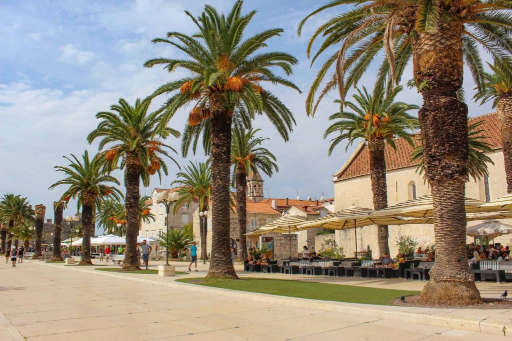 Palm Trees in the Beautiful Old Town of Trogir