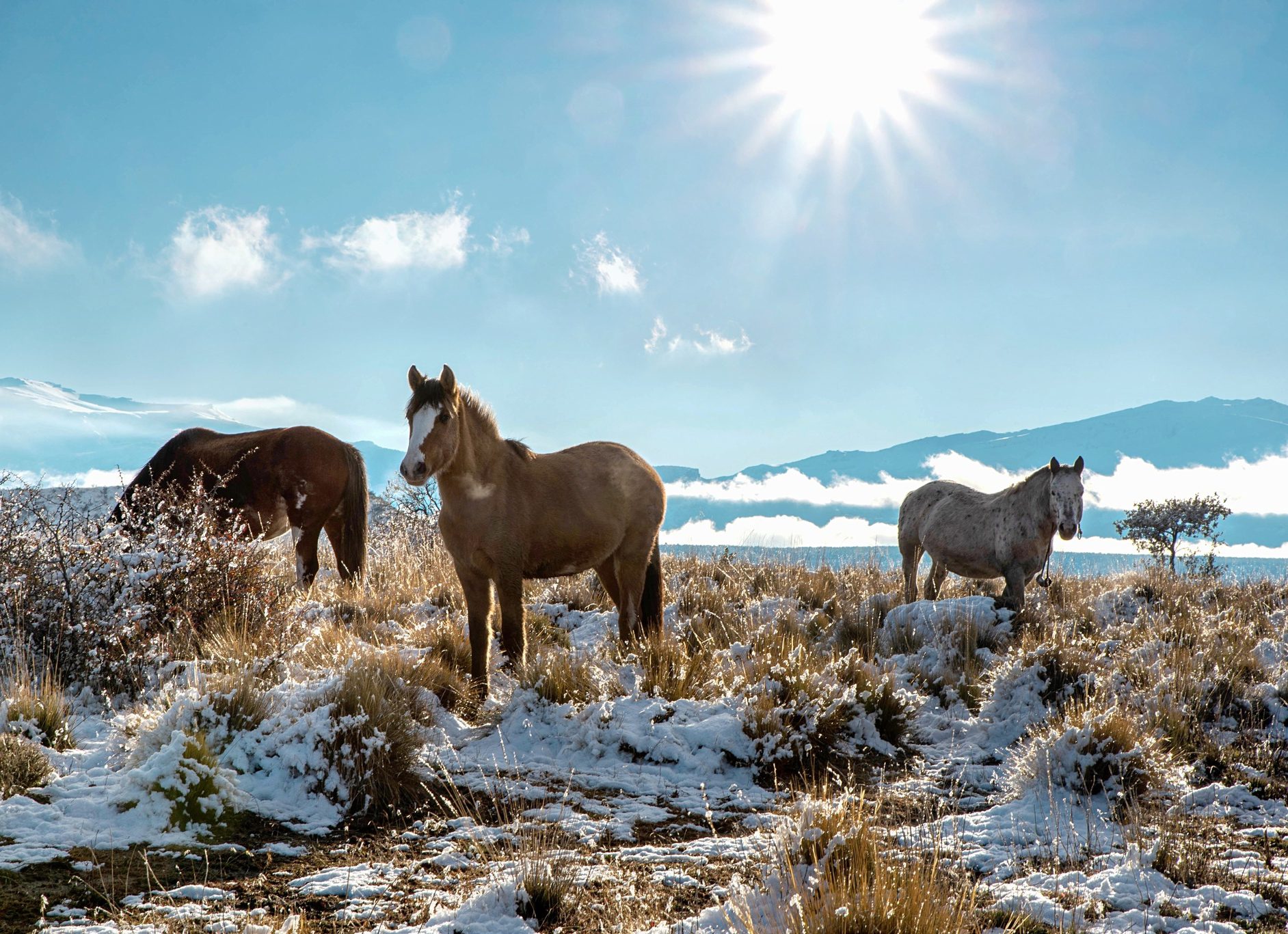 Wild Horses In Winter in Argentina