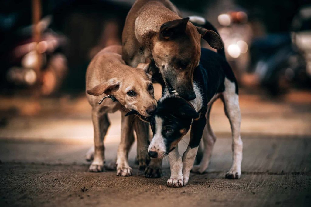 Feed Stray Animals While Traveling