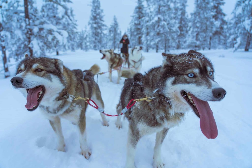 A Husky Sled Ride in Rovaniemi Is an Ethical Animal Experience in Europe