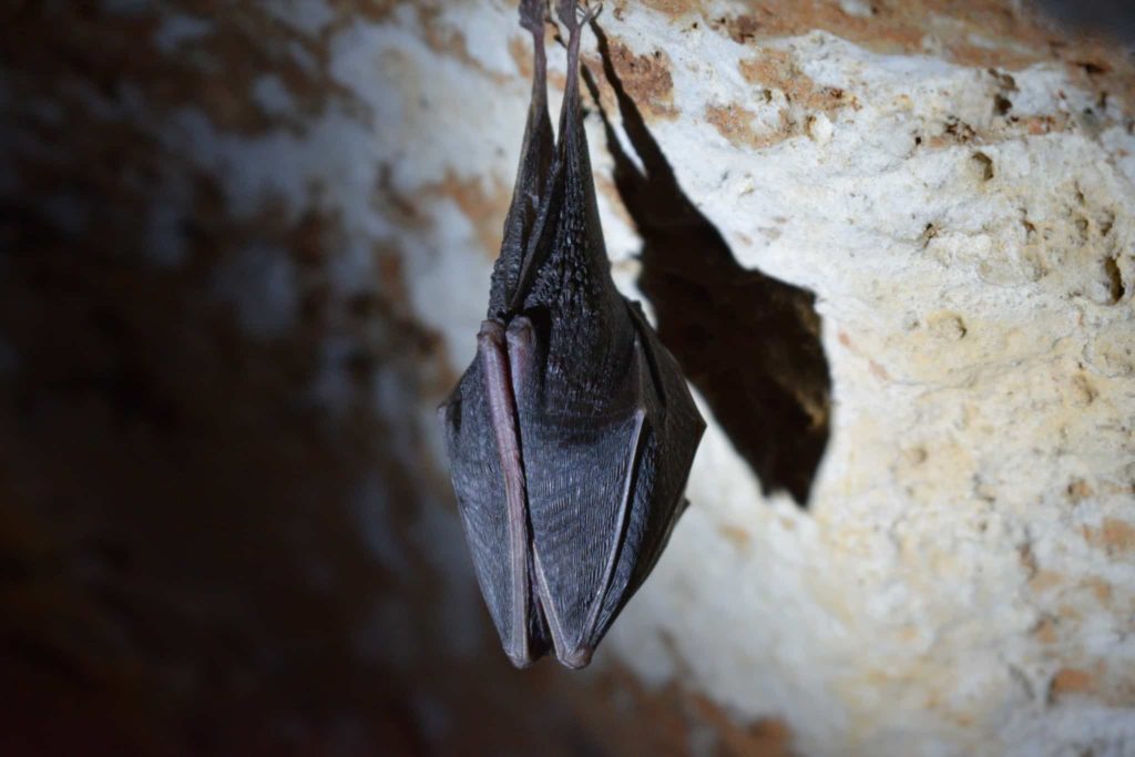 Bat Watching In Predjama Is a Unique and Ethical Animal Experience in Europe