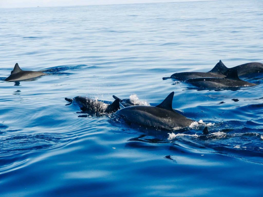 Dolphin Watching in Albufeira Is Another Ethical Animal Experience in Europe