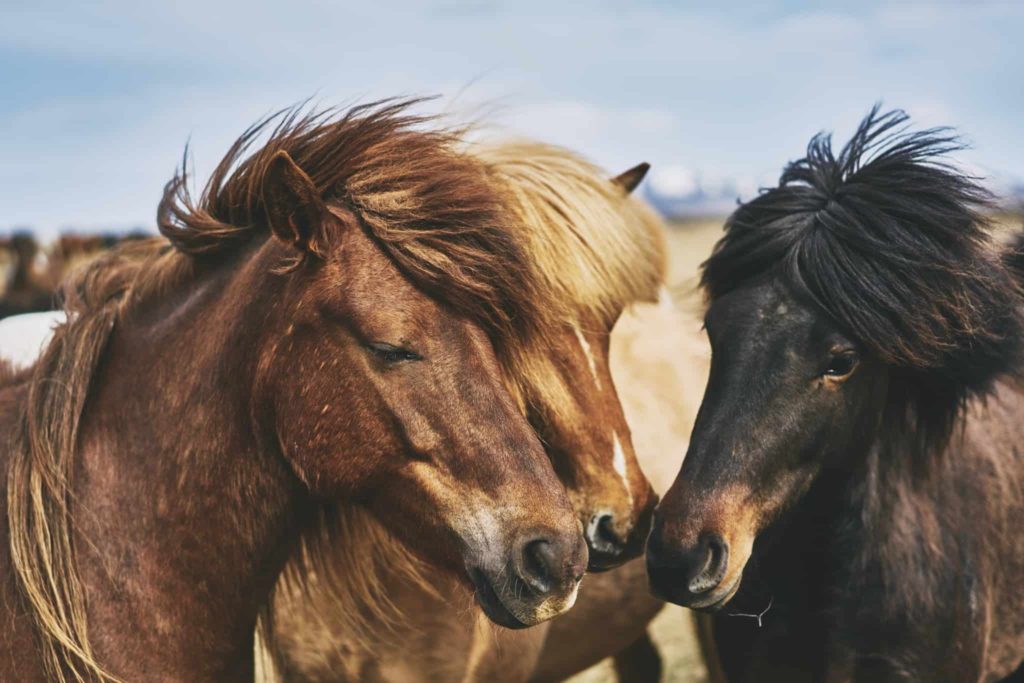 Ethical Horse Riding in Reykjavik Is One of the Best Ethical Animal Experiences in Europe