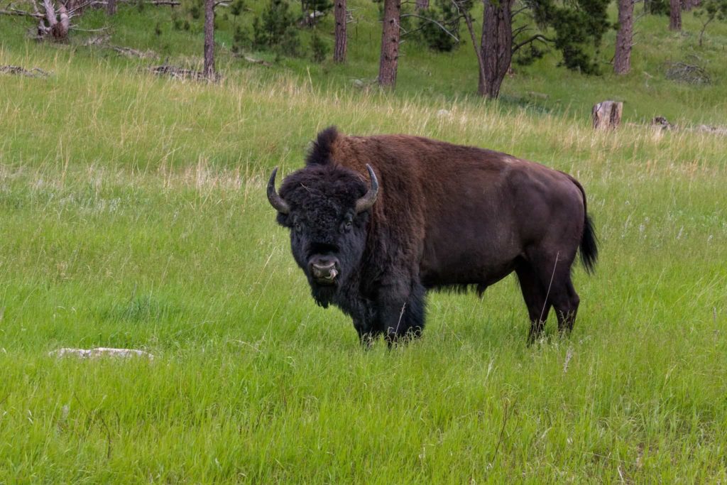 Going on a Bison Safari In Białowieża Forest Is an Ethical Animal Experience in Europe