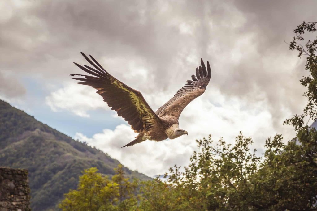 Tarifa in Spain Is a Birdwatcher's Paradise!