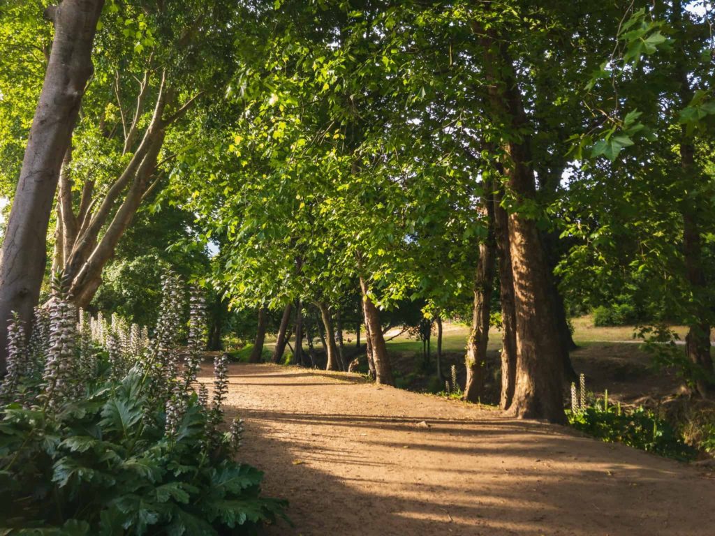 The Constantia Greenbelt and Forest Is Known for Its Well-Maintained Trails