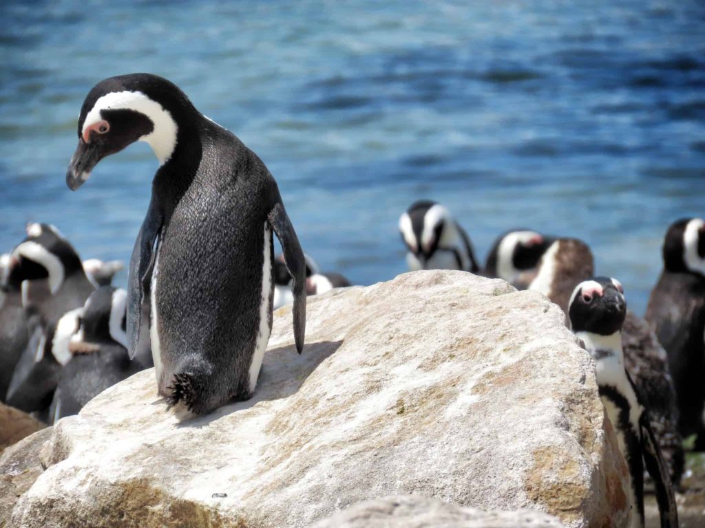 The Stony Point Penguin Colony Is a Hidden Gem in Cape Town You Shouldn't Miss