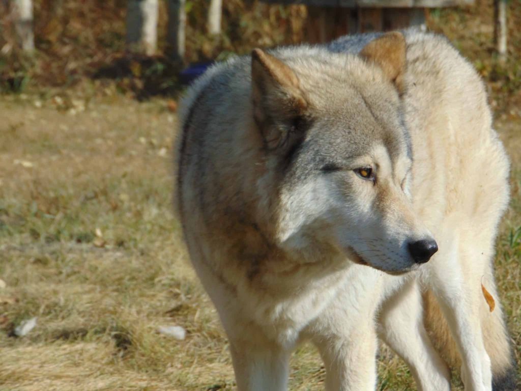 Visit the Wolf Sanctuary in Mafra Close to Lisbon