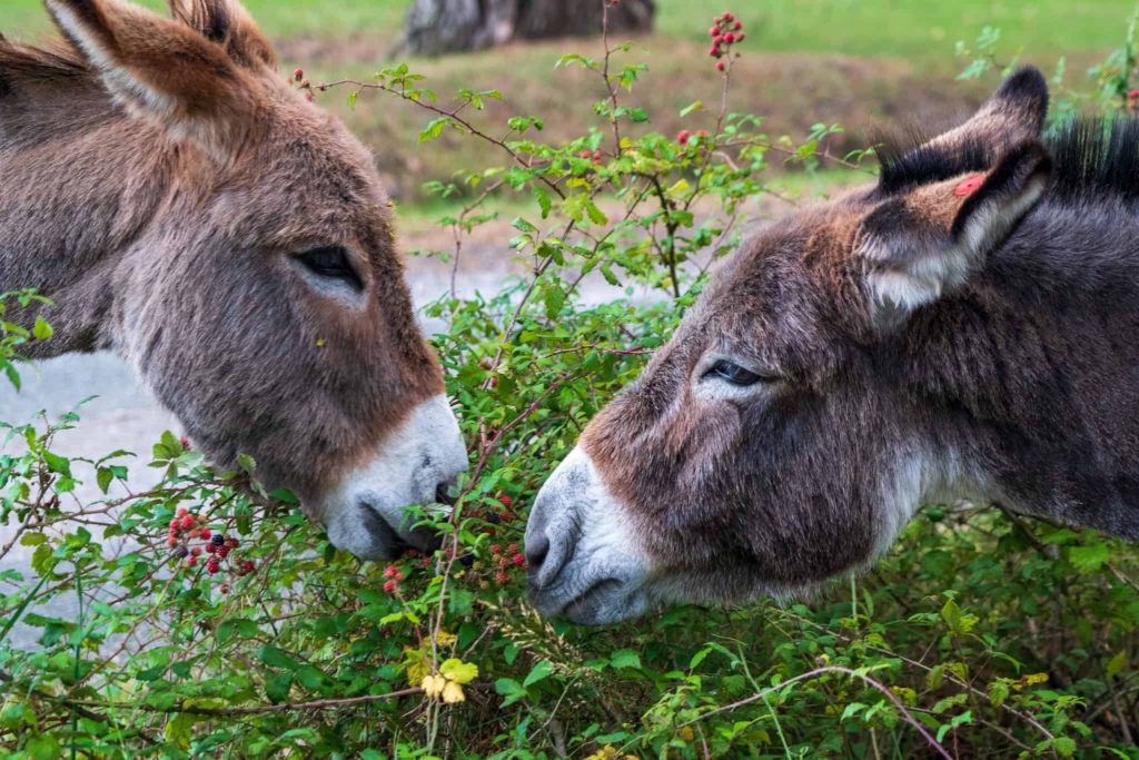 Visiting Animal Sanctuaries in the UK