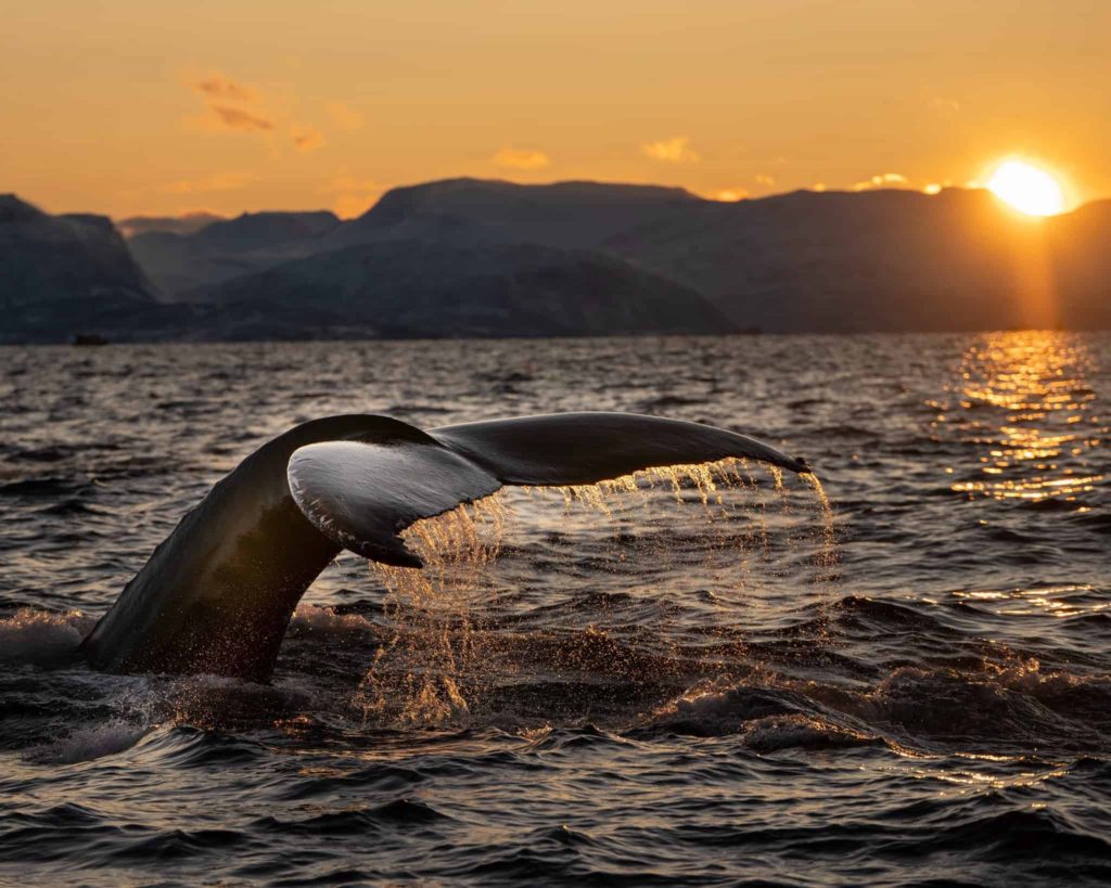 Whale Watching in Tromsø Is an Ethical Animal Experience in Europe