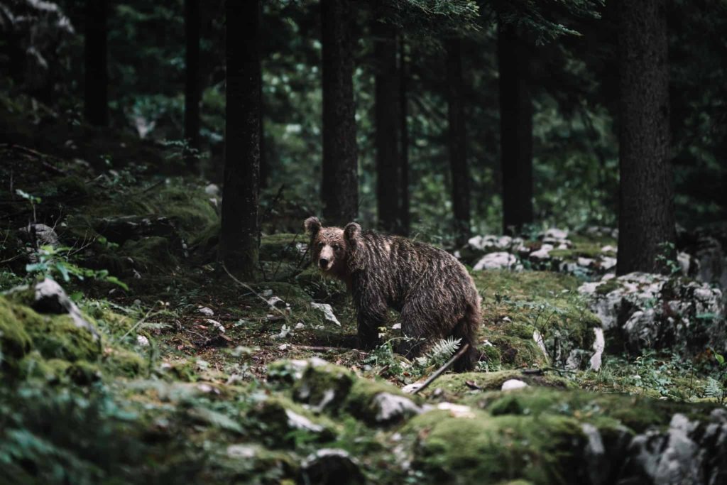 Wild Nature Encounter - Brown Bear in the Woods of Mavrovo National Park