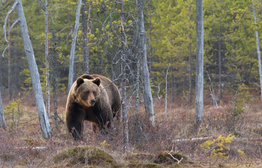 You Can Watch Bears in Their Natural Habitat in Lentiira, Finland