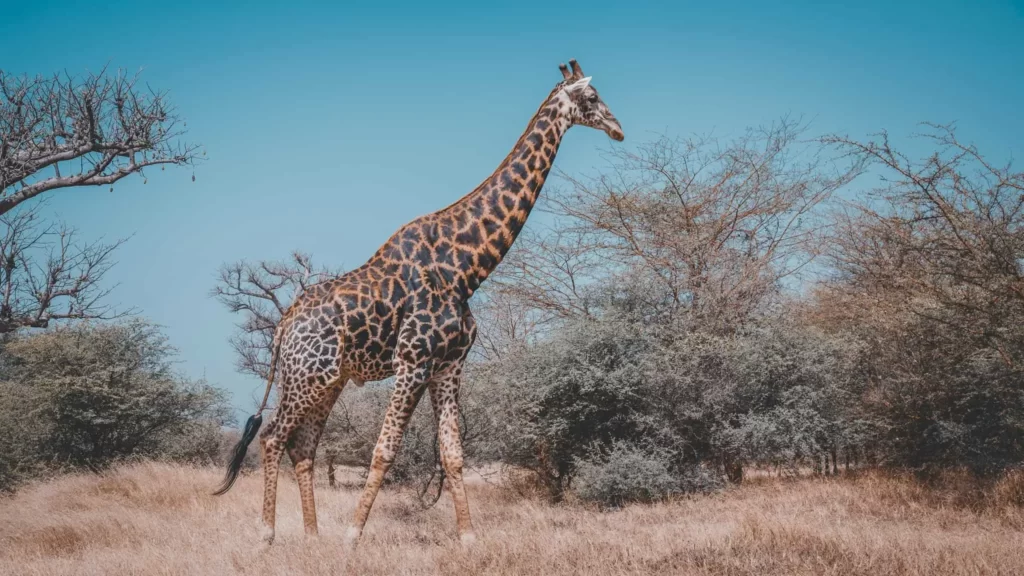 You Can Find Serene Landscapes and Cultural Richness in Senegal