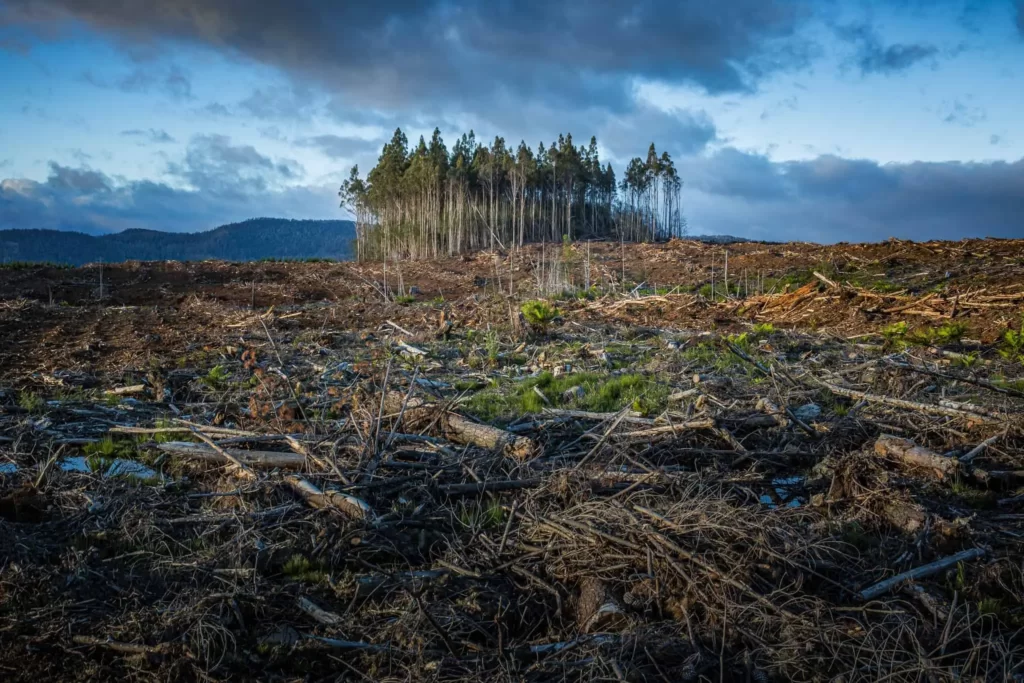 Deforestation Has Far-Reaching Consequences, such as Soil Erosion, and Climate Change