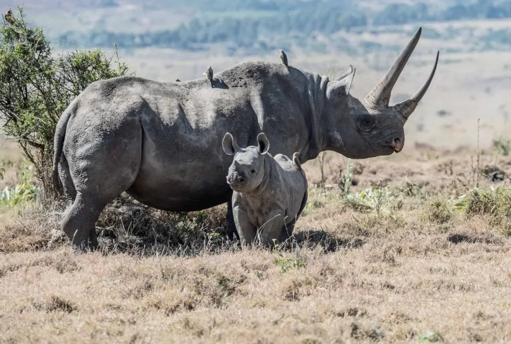 Black Rhinos Have Been Successfully Reintroduced Into Protected Areas in South Africa