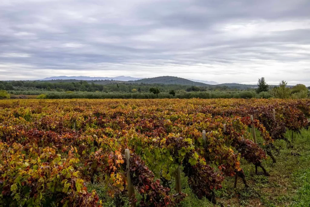 Explore the Island’s Interior and Learn About the Winemaking Process That Takes Place on Hvar