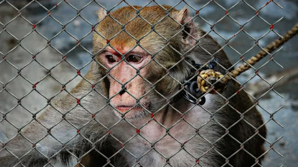 The Loss of Freedom and Restriction of Natural Behaviors Results in Stress for Animals