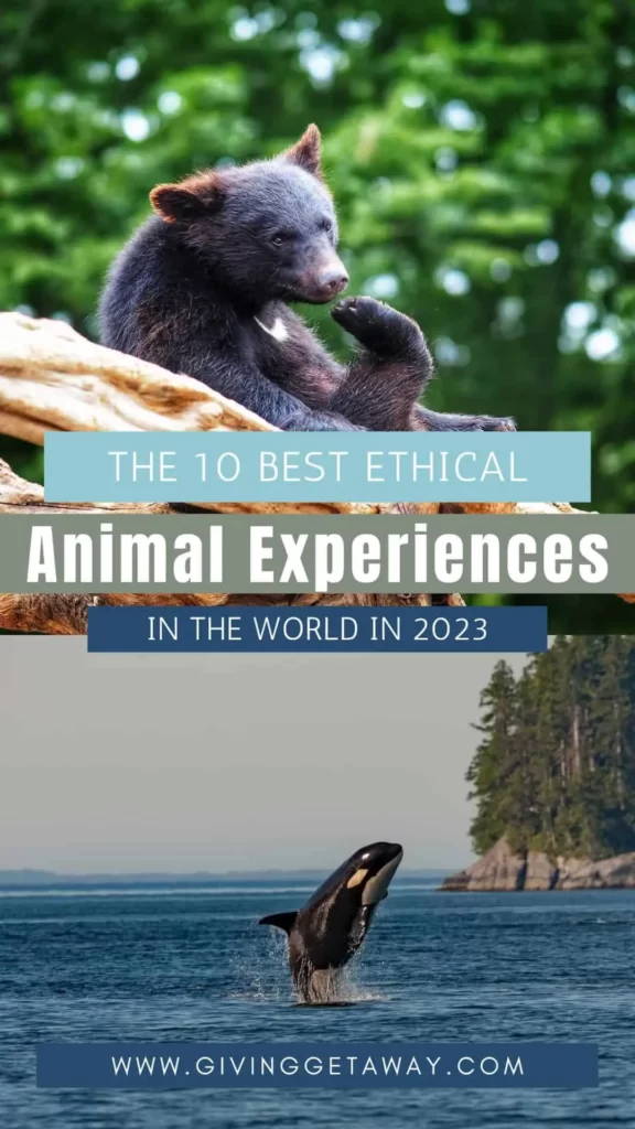 The 10 Best Ethical Animal Experiences In The World In 2023 Banner 2