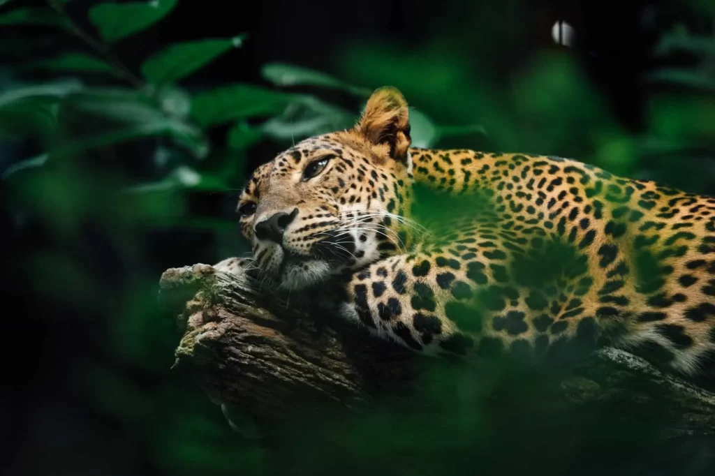 The Onçafari Conservation Project in Brazil Offers You a Unique Opportunity to Observe Jaguars in Their Natural Habitat