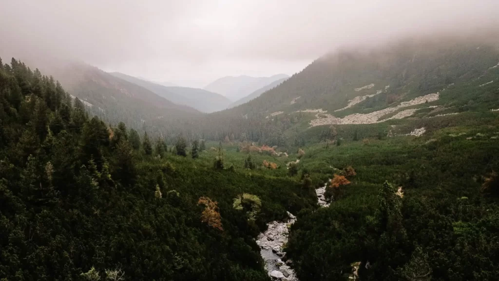 A Captivating Scene of Pristine Wilderness in Retezat National Park, Showcasing Its Diverse Flora