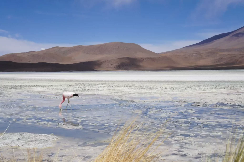 Bolivia Has a Variety of Unique Landscapes You Won’t Find Anywhere Else in South America