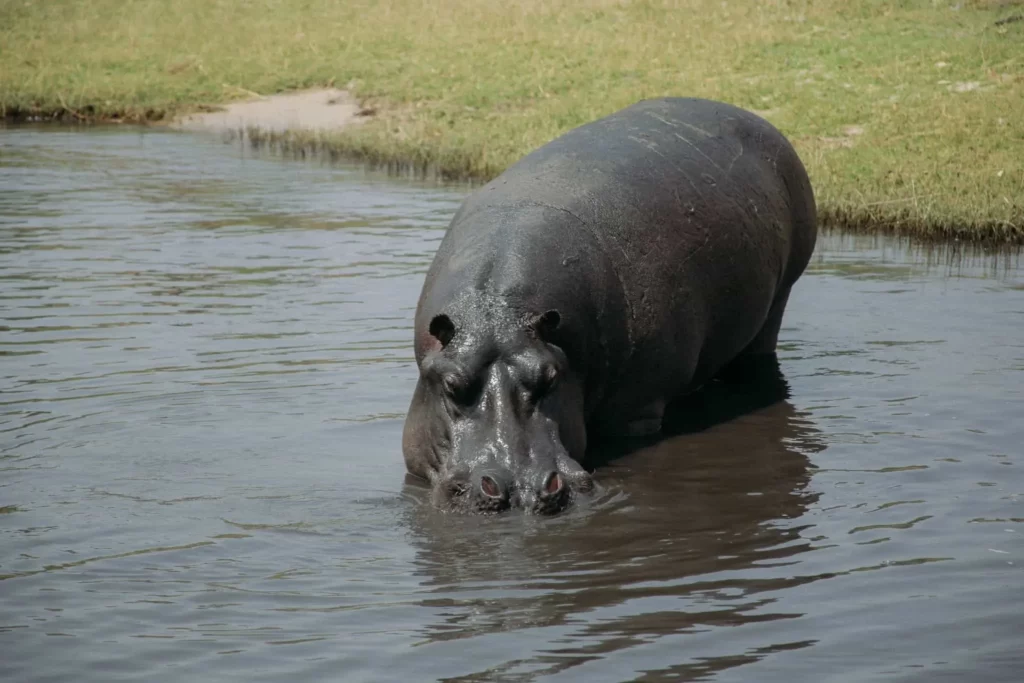 Botswana Is One of the Safest Countries in Africa for Safari