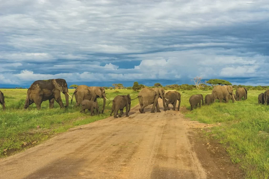 Experience the Serengeti Migration in Tanzania, Where Millions of Wildebeest, Zebras, and Other Animals Cross Vast Plains