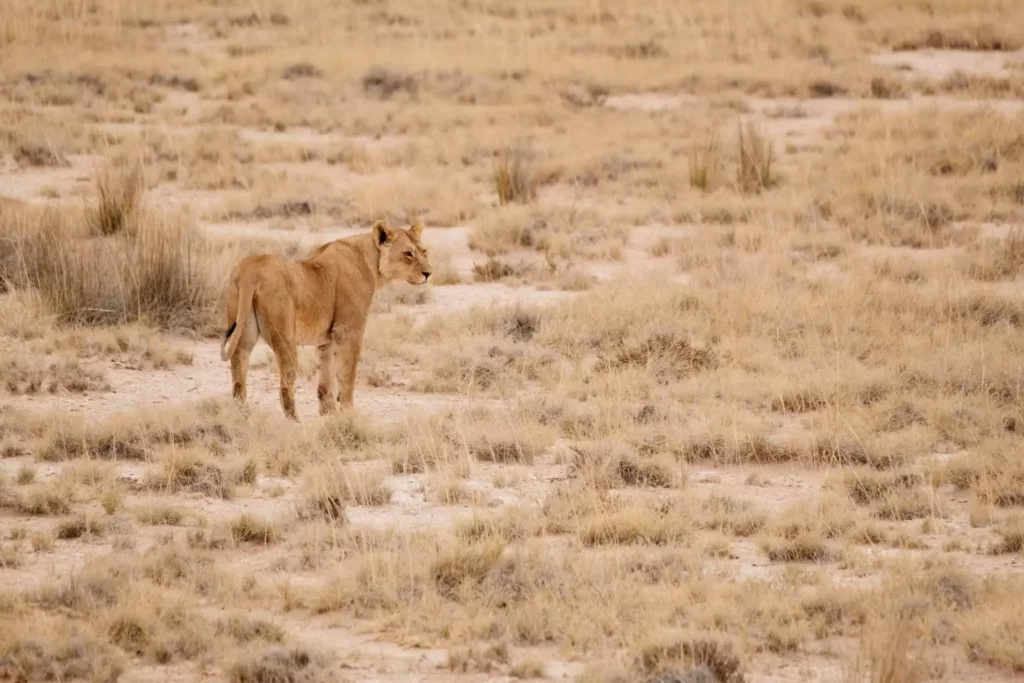 Namibia Uniquely Combines Stunning Landscapes and Diverse Wildlife