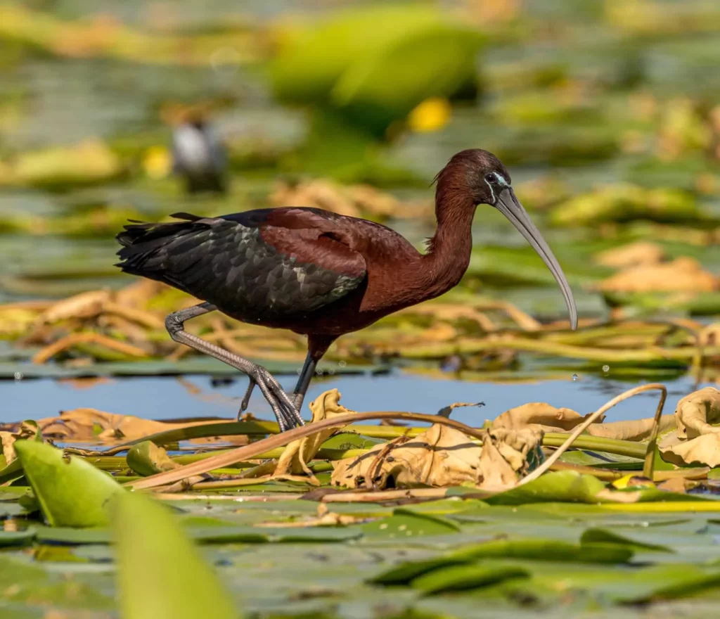 The Danube Delta Is a Unique Ecosystem That Is Known for Its Waterways and Serene Wetlands