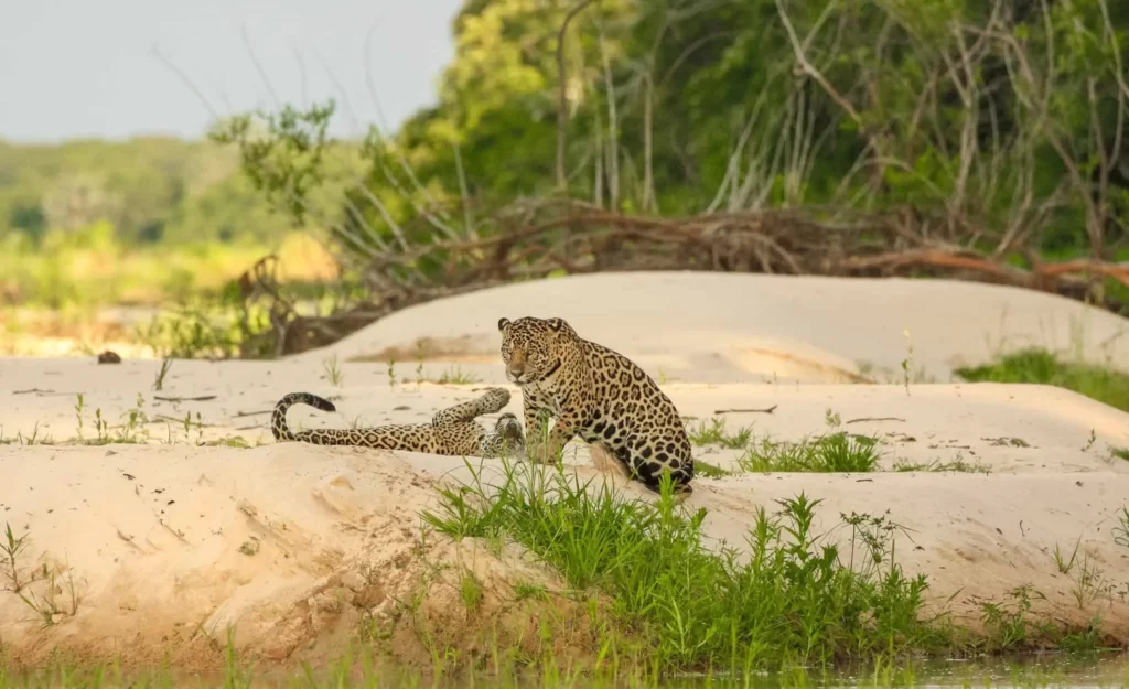 The Pantanal Is Among the World’s Best for Jaguar Spotting, a Must for Wildlife Enthusiasts