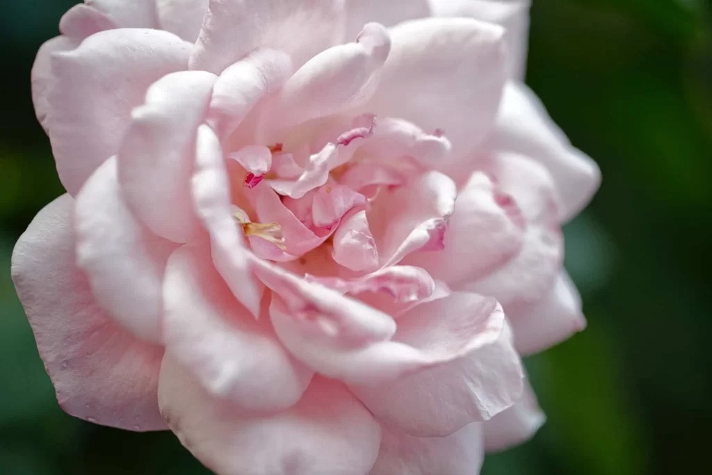 The Rose Valley in Bulgaria Displays a Stunning Array of Vibrant Roses, Showcasing Breathtaking Blooming Beauty