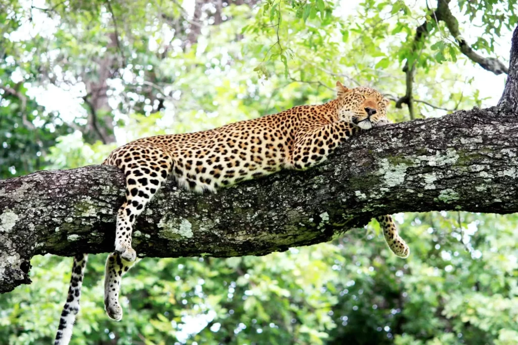 The South Luangwa National Park in Zambia Should Be at the Top of Your List for Your Next Safari